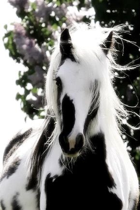 10 Gorgeous Pictures Of Horses
