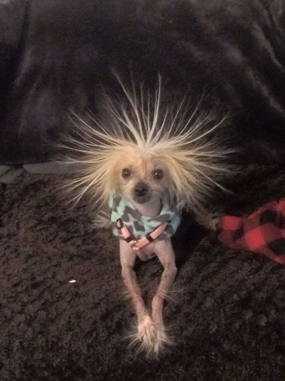 14 Cutest Chinese Crested Dog Pictures Ever