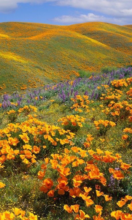 15 Beautiful Photos Of Spring Flowers Around The World