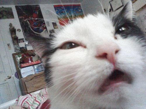 15 Cats Who Have Serious Morning-Face Right Now