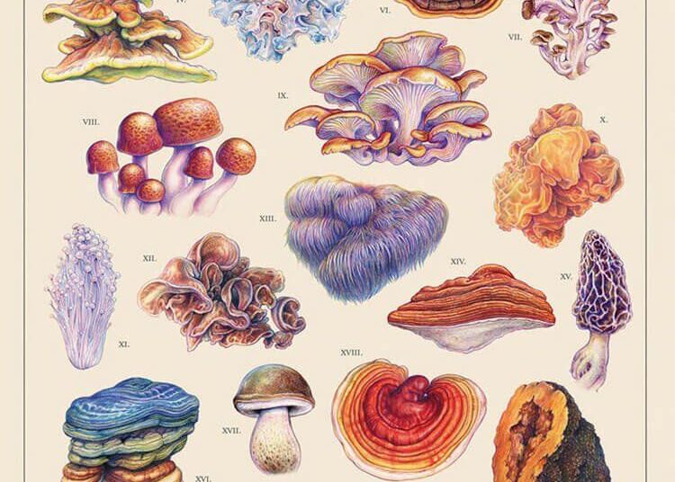 20 Mushroom Drawing Ideas - Beautiful Dawn Designs