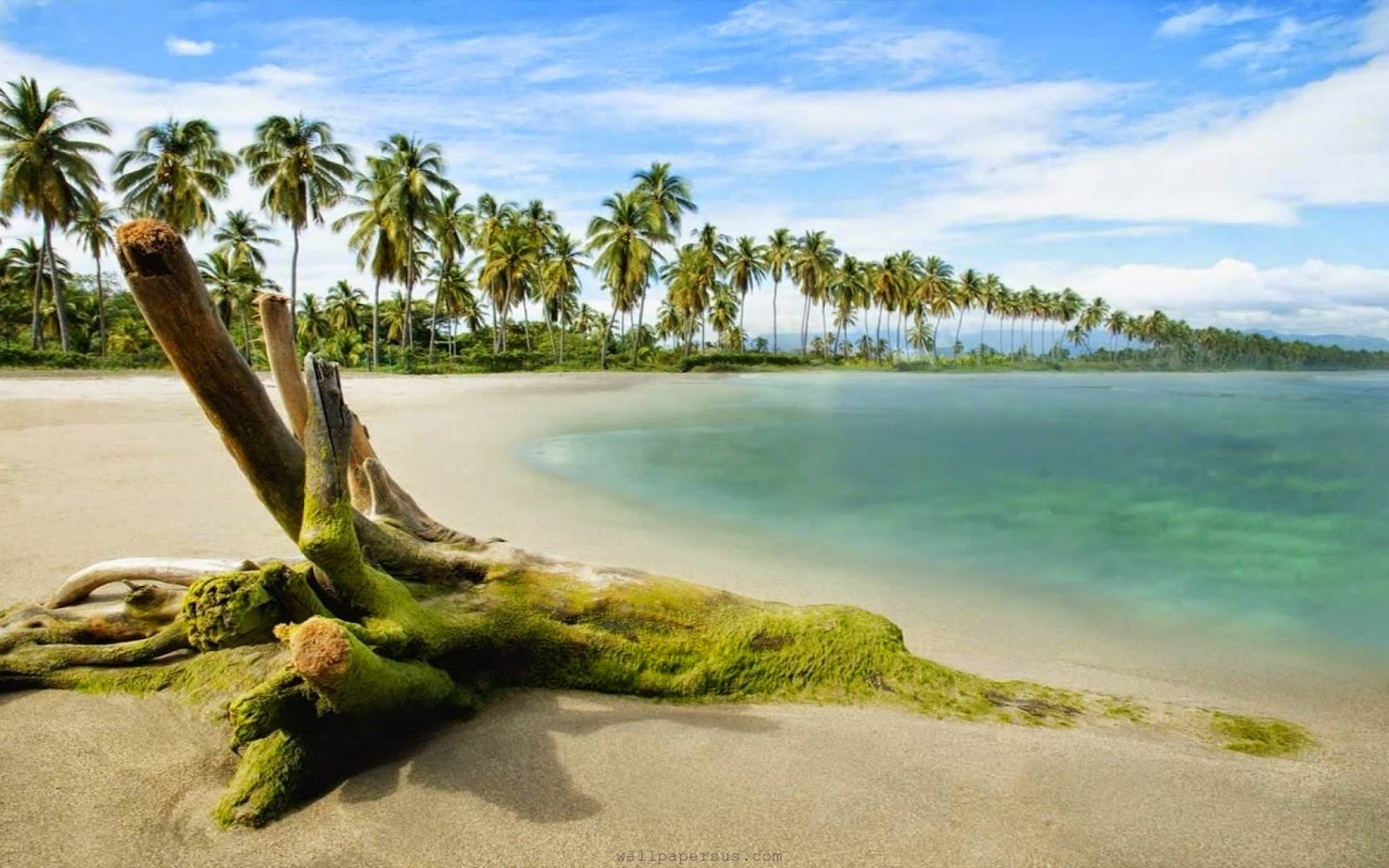 Palm-Trees-Nature-Beach-Picture