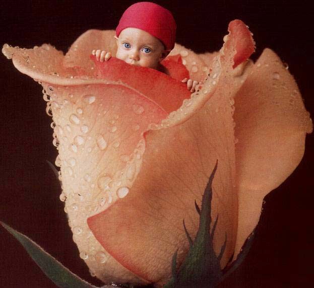 Baby In Rose Wallpaper