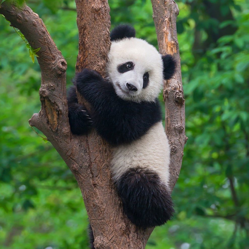 21 Reasons Pandas Are The Absolute Best