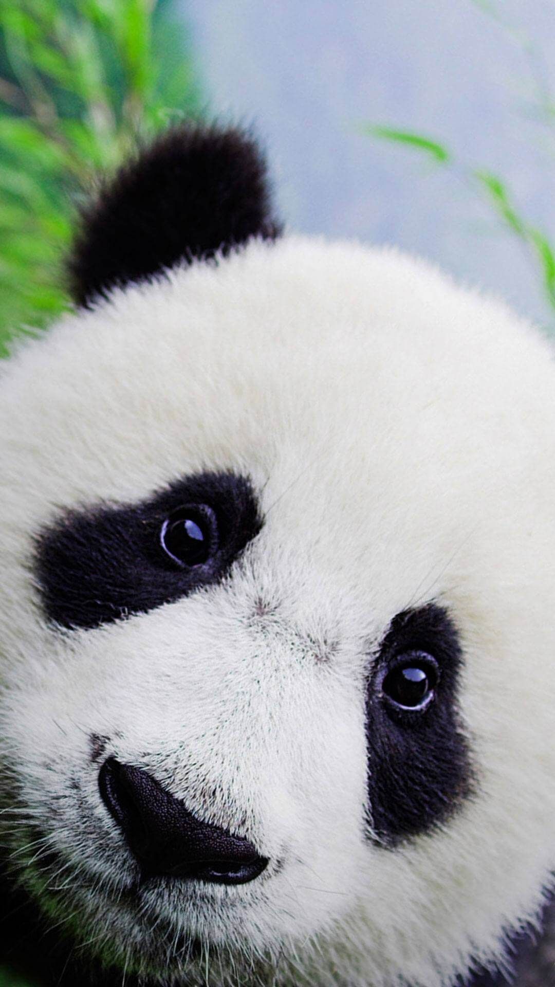 Best Of Cute Baby Adorable Panda Wallpaper Red Panda Cool