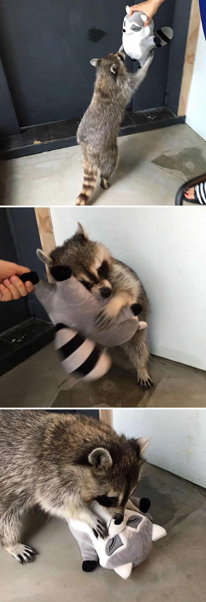 Cute Raccoon