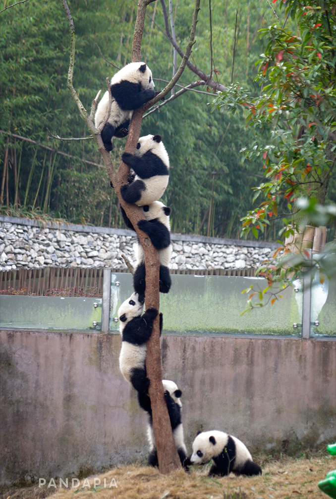 Giant Panda Photos: Photo