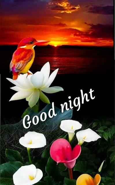 New Good Night Images For Whatsapp New Good Night