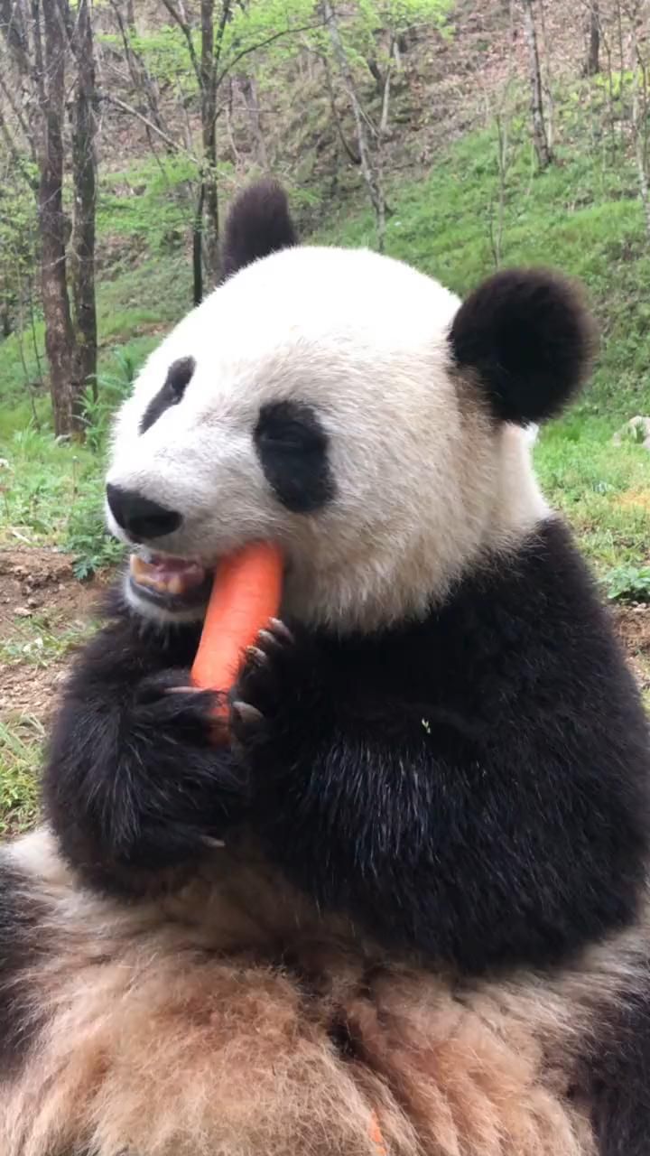 Panda eating carrot