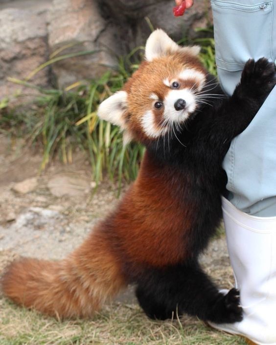 Panda-ora Box: a Collection Of Adorable Red Panda Pics