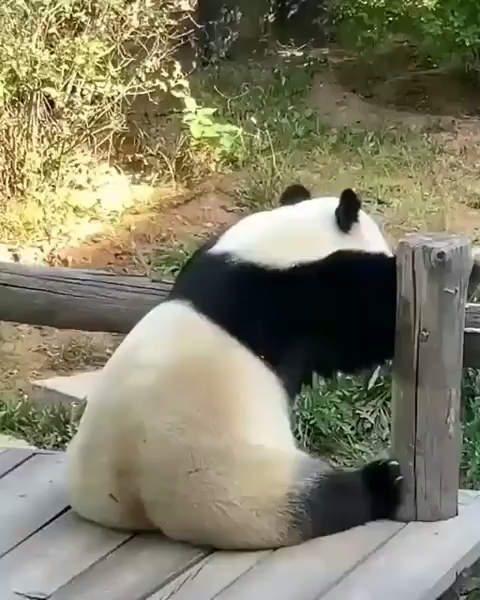 Pandas sit alone when sad!!! Aww!!!
