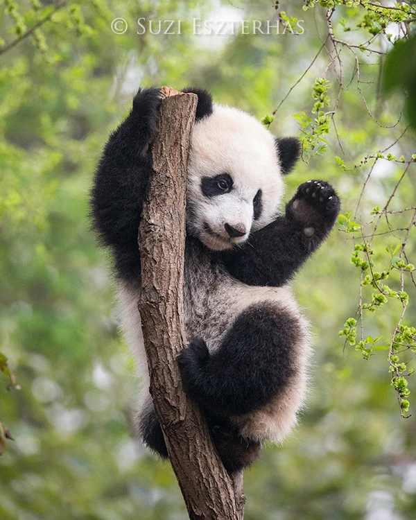 Playful Baby Panda Photo