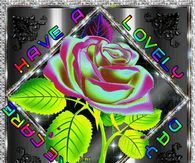 Rainbow Rose – Good Morning & Lovely Day