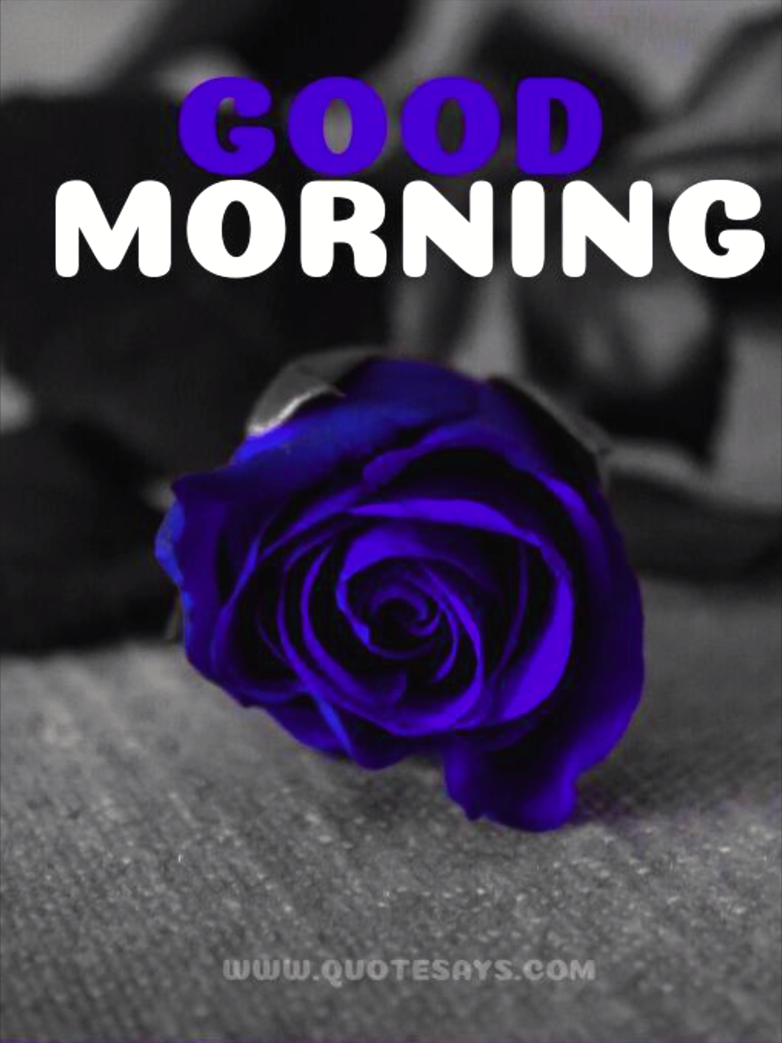 Say Good Morning With Colorful Rose Best Way To Say Good Morning To Your Loved Ones.