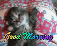 Stretching Good Morning GIF by reactionseditor – Find & Share on GIPHY