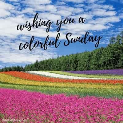 120 Best Good Morning Sunday Images Wishes And Greetings