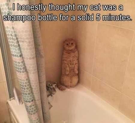 15 Hilarious Memes About The Never Ending Story Of Cats And Baths