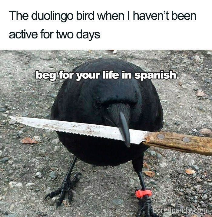 30 Hilarious Duolingo Memes