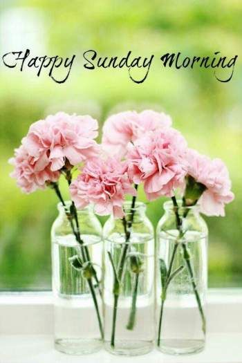 40+ Good Morning Happy Sunday Images with Flowers HD | Flowers Gif