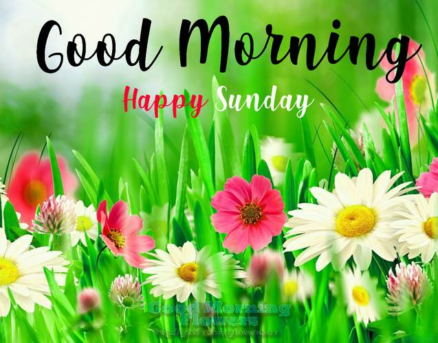 50+ Sunday Good Morning Wishes | Flowers – Good Morning Flower images and Quotes Free Download HD