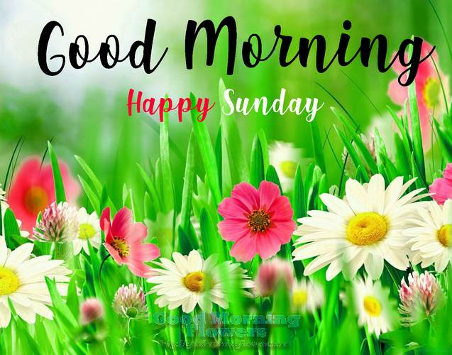 50+ Sunday Good Morning Wishes | Flowers - Good Morning Flower Images ...