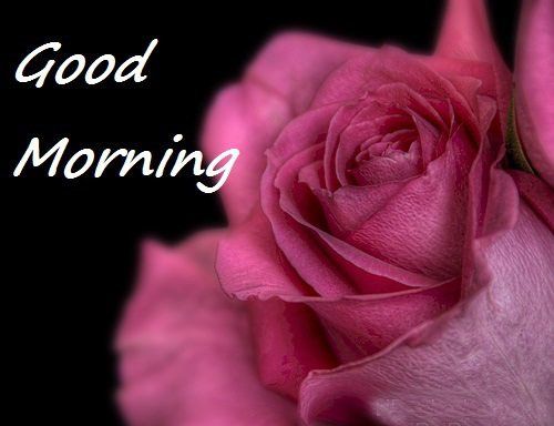 65 Good Morning Flower Images Free Download Morning Flower