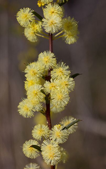 Acacia genistifolia (v)
