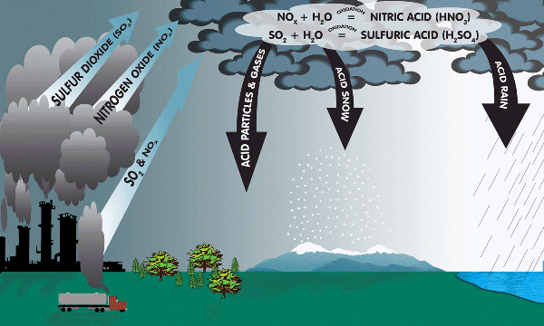 Acid Deposition & Nutrient Cycling