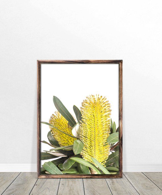 Banksia Print Digital Download – Australian Native Photography Flower Wall Art Yellow Flower Print Australian Flowers Botanical Native Print