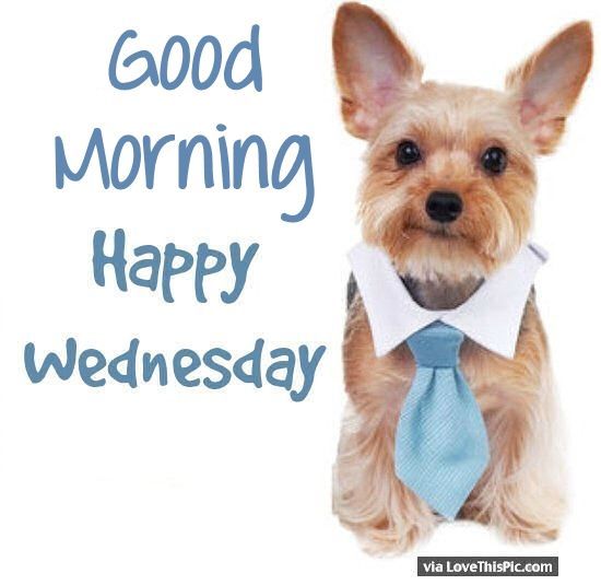 Cute Good Morning Happy Wednesday Puppy