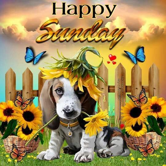 Doggy Happy Sunday