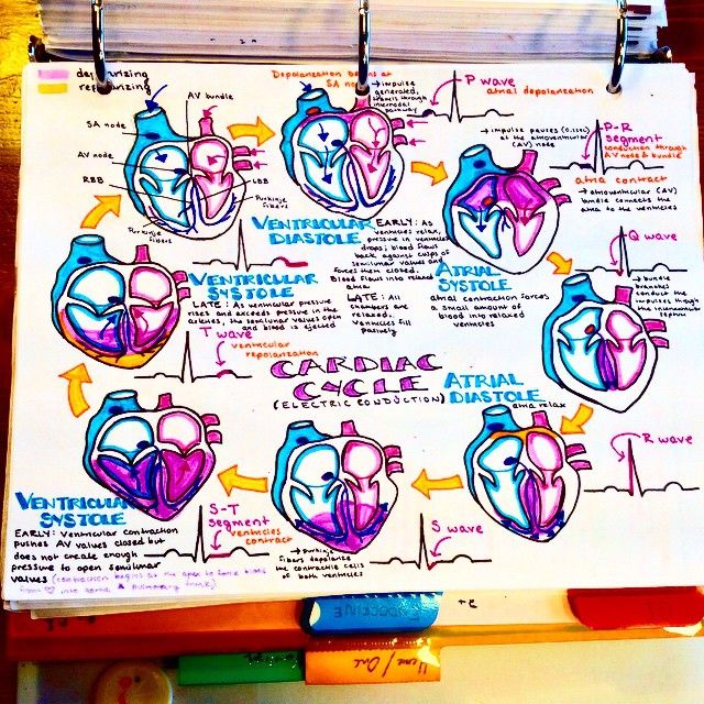 Dr Katy Hanson On Instagram “The Cardiac Cycle Revisited Cardio