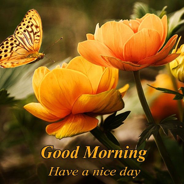 Good Morning Have A Nice Day Wishes With Rose