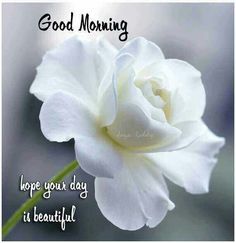 Good Morning Hope Your Day Is Beautiful