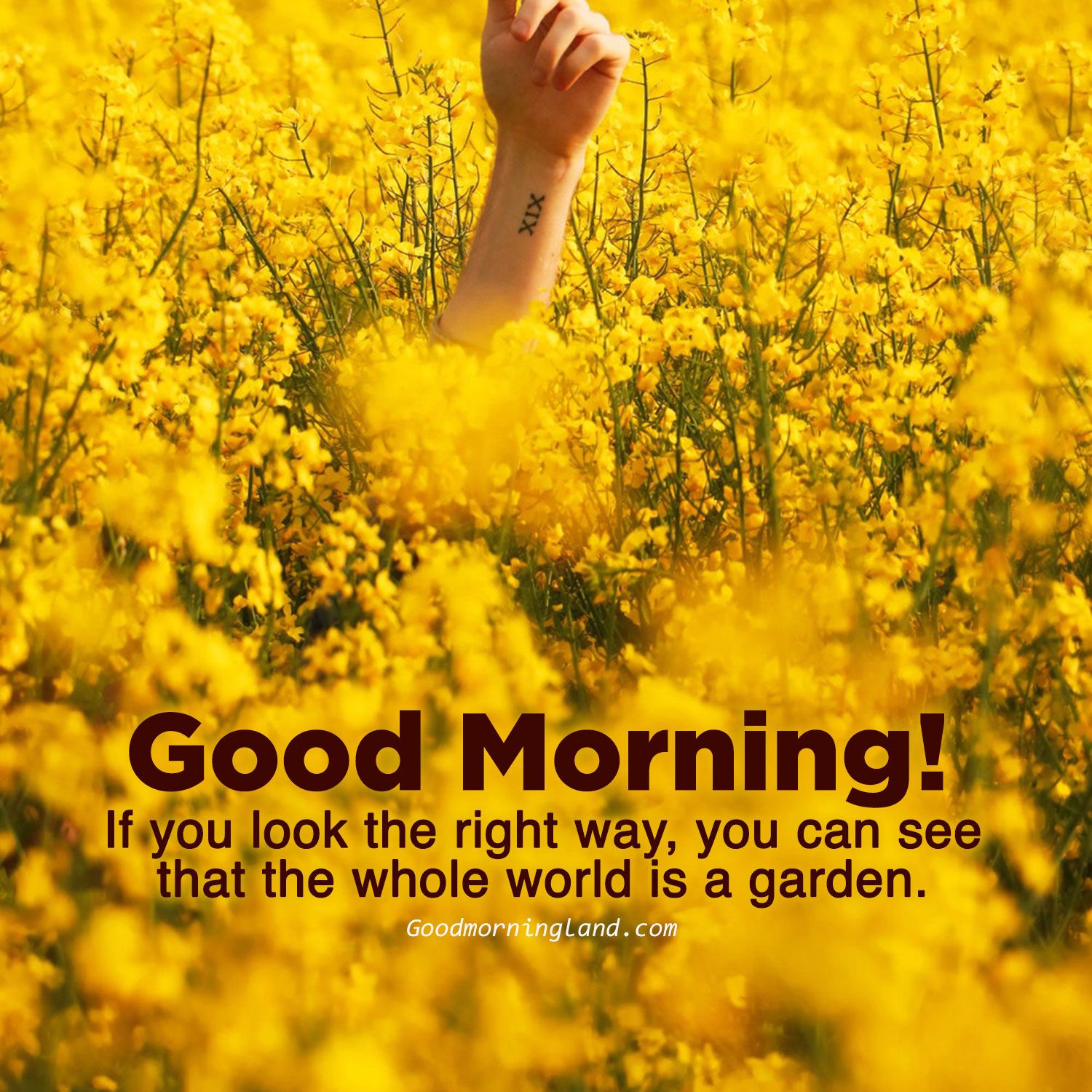 Good morning yellow flower images