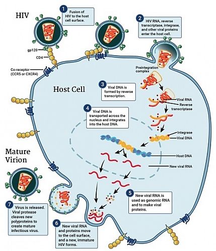 HIV Virus Replication Cycle: 7 stages of HIV Life Cycle with Picture Diagram – Jotscroll