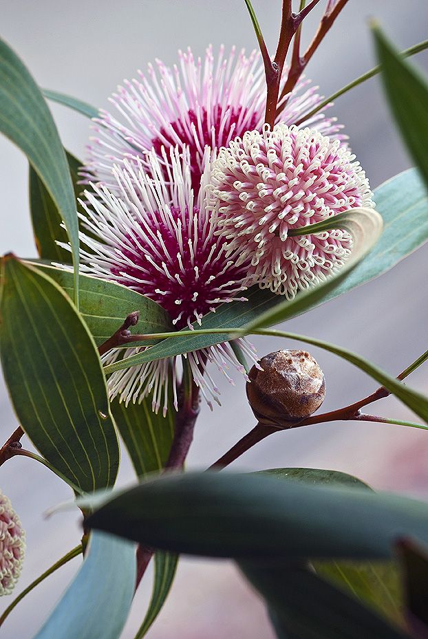 Hakea Laurina Showing Flower And Bud Stock Photo Image