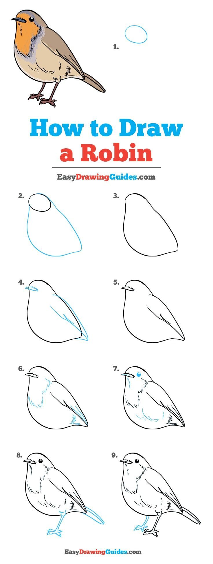 How To Draw A Robin - Really Easy Drawing Tutorial