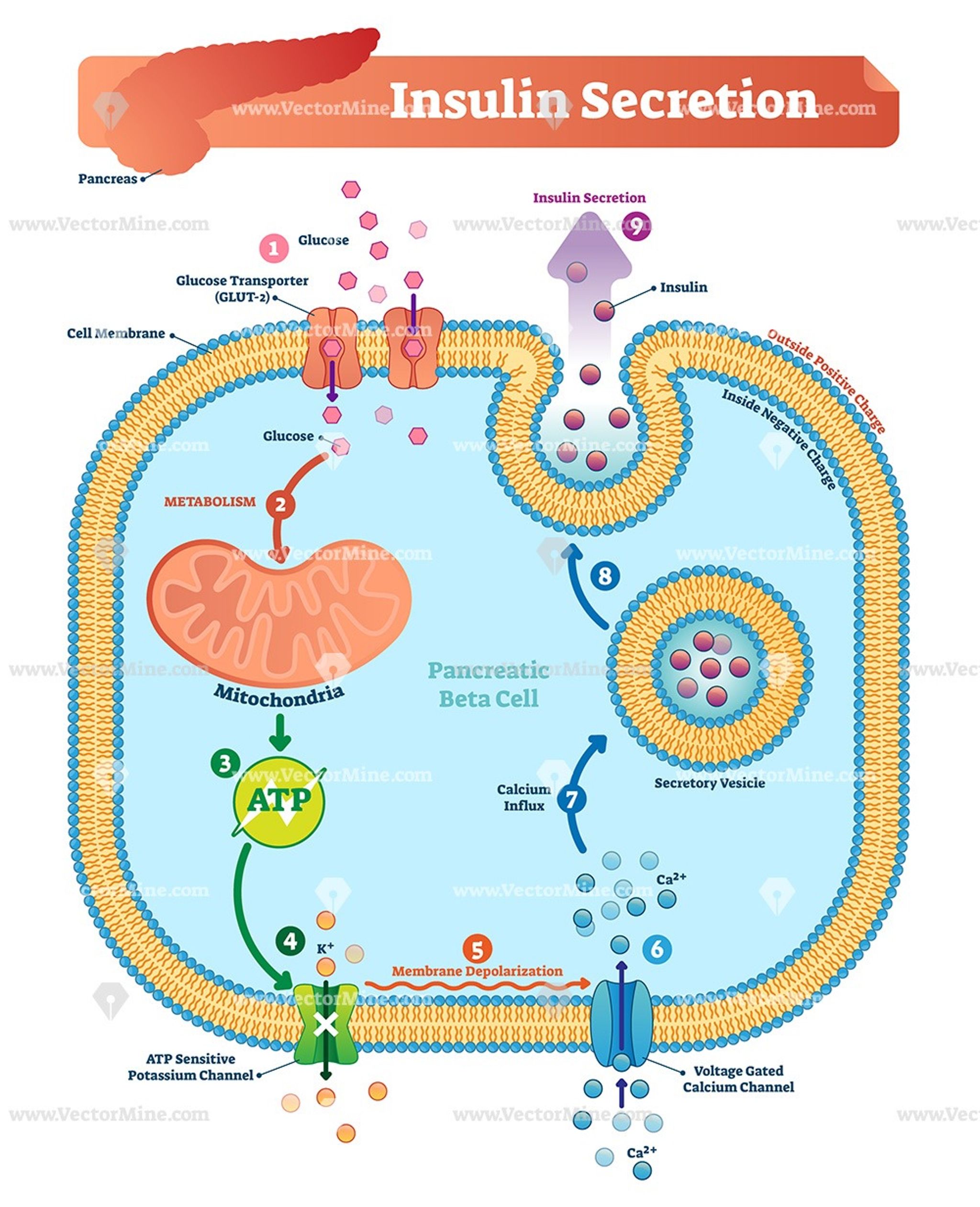 Insulin secretion biological vector illustration diagram