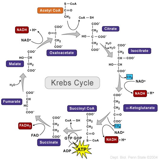 Lord, Save Me From The Krebs Cycle