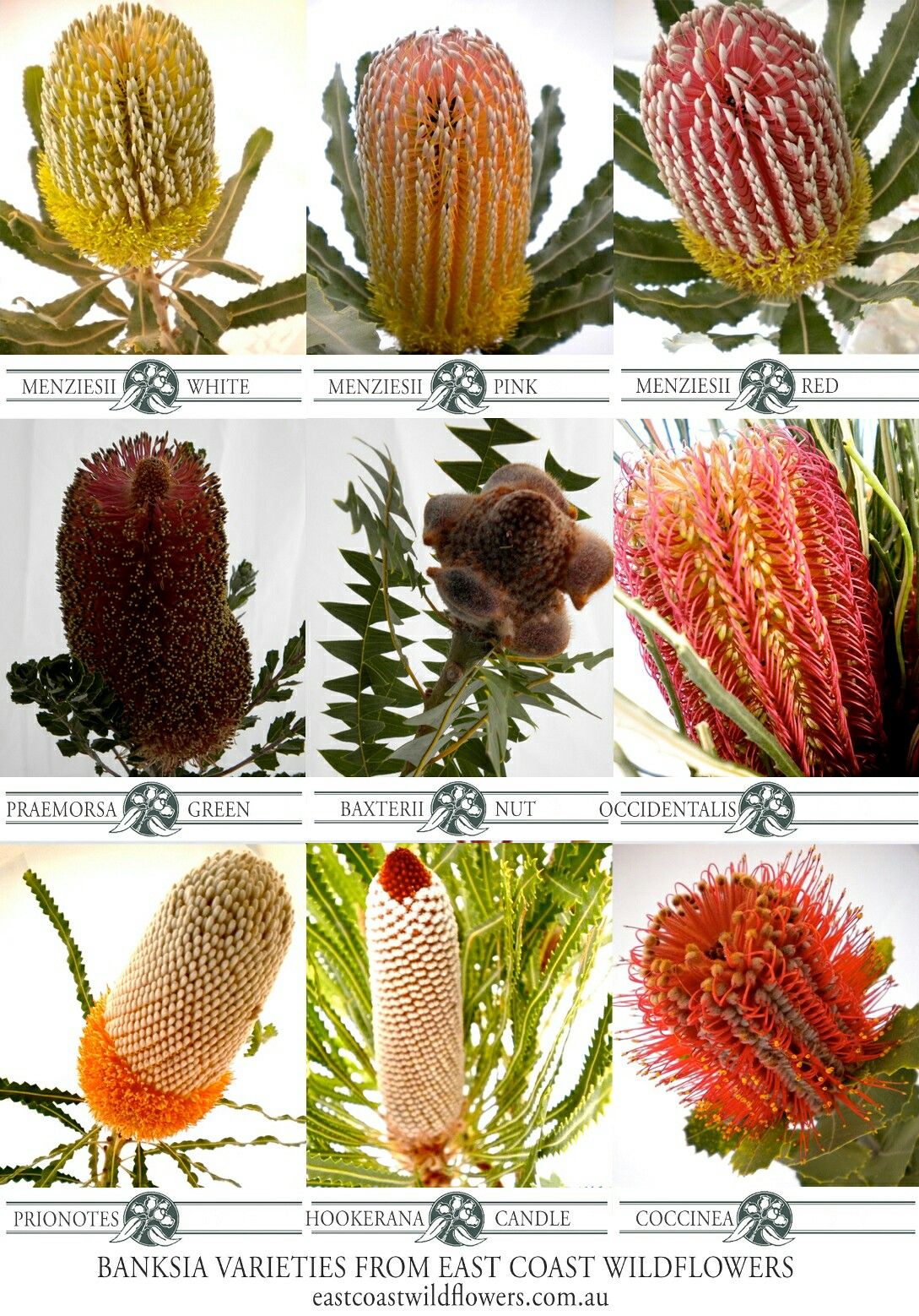 Nine Of Our Most Popular Banksia Varieties That We Grow