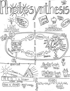 Photosynthesis Ver1 Sketch Notes Doodle Notes W/Teacher’s Guide & Student Notes!
