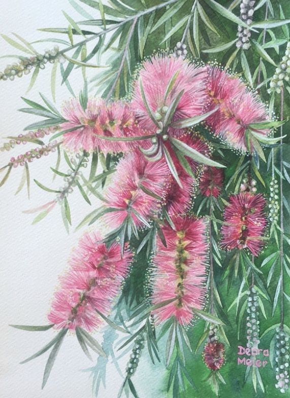 Pink Bottlebrush Australian Native Watercolour Art Print By Debra Meier