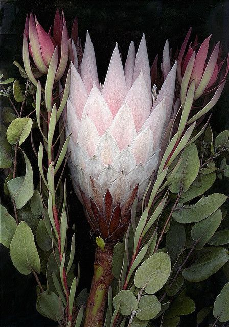 Scanner Art- Australian Native Flowers