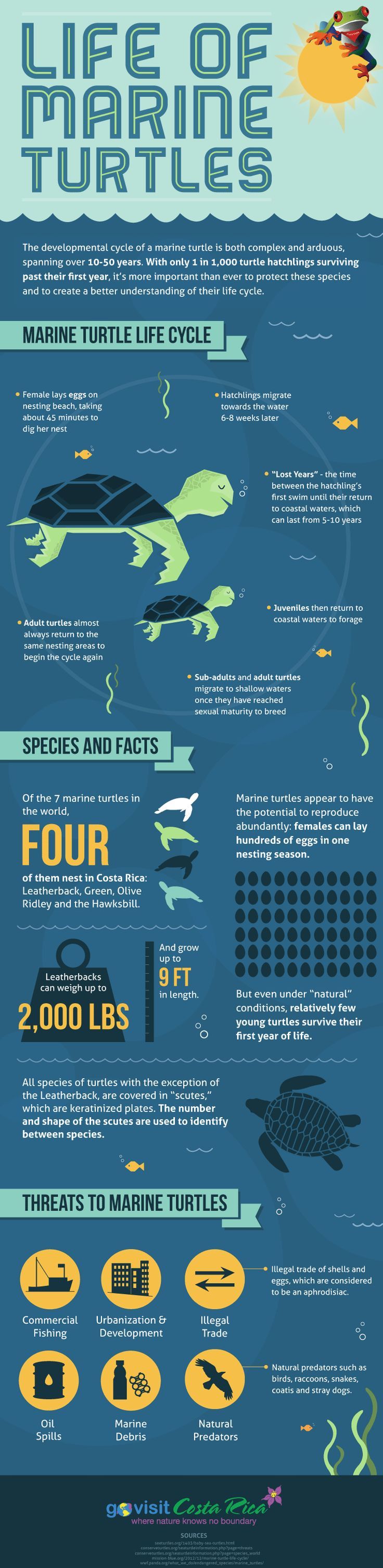 The Life of Marine Turtles | Daily InfographicDaily Infographic