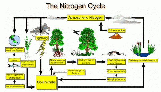 The Nitrogen Cycle Quiz! Trivia Questions