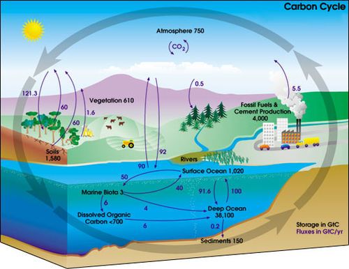 The carbon cycle is the biogeochemical cycle by which carbon is exchanged between the biosphere, geosphere, hydrosphere, and atmosphere of the Earth. Burning fossil fuels leads to the addition of extr…