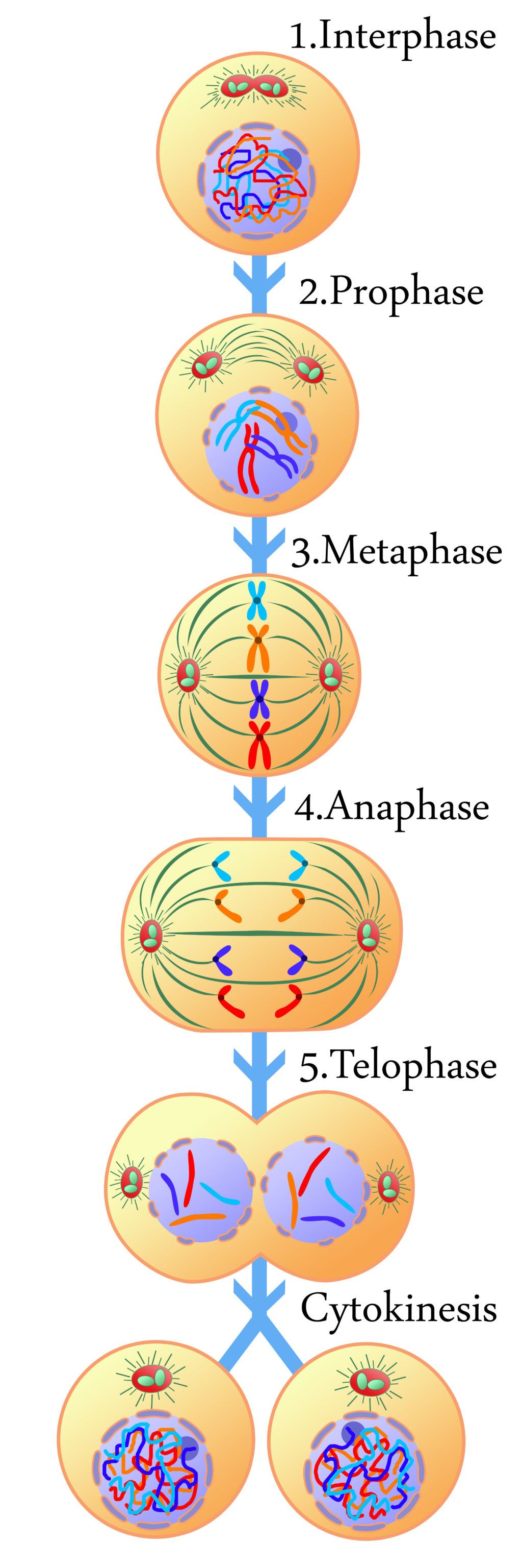 What happens in the cell cycle? Interphase & Mitosis Review