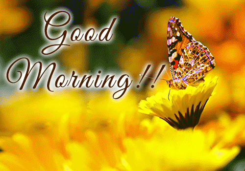 Good Morning Gif flower and butterfly 1080p HD
