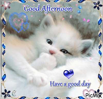 Kitty Good Afternoon Gif